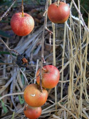 Frozen Apples in the farmhouse garden by Christina Jarmolinski