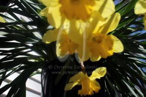 daffodils - photo by Christina Jarmolinski