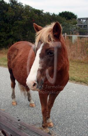 Assteague Island, Maryland Wild Horses by Christina Jarmolinski