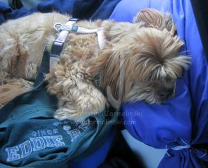 Our Trip to Maryland with Lakshmi by Christina Jarmolinski