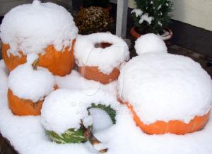 Pumpkins in Snow at our Farmhouse in Bavaria