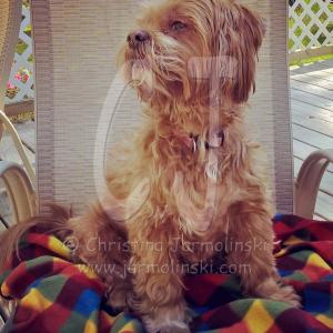 Ok. Which bird was that?