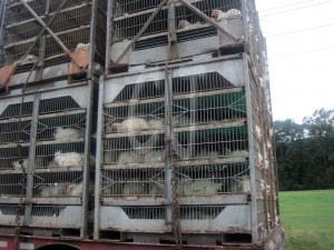 Chicken being transported live for slaughter by Christina Jarmolinski
