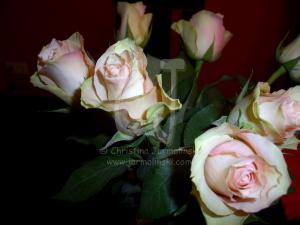 Christmas Roses by Christina Jarmolinski