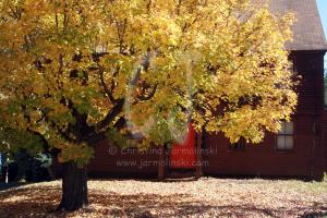 Red door and yellow tree