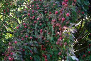 Connecticut Trip in Autumn-photos Christina Jarmolinski