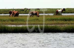 Horses on Assatieague island