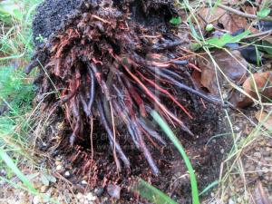 Isaac Tropical Sturm damage by Christina Jarmolinski