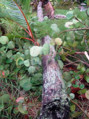 Isaac Tropical Sturm damage by Christina Jarmolinski