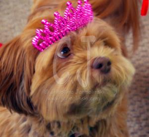 Lakshmi was always in the to greet our guests