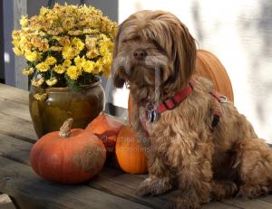 Lakshmi, 3 years old with pumpkins by Christina Jarmolinski