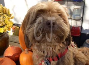 Lakshmi, 3 years old with pumpkins by Christina Jarmolinski