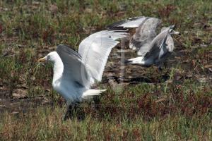 Sea-Gulls-in-Assateague