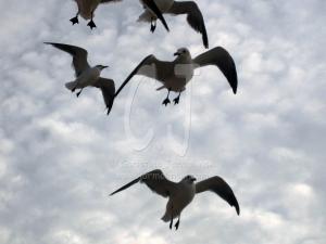 Sea Gulls near Haunted Hause by Christina Jarmolinski
