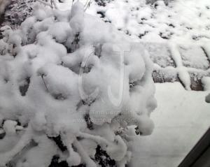 View out of my Studio Window