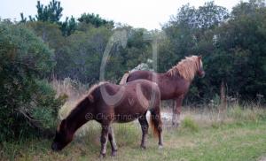 Assteague Island, Maryland Wild Horses by Christina Jarmolinski