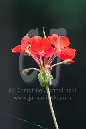 Geranium - photography by Rob de Koter