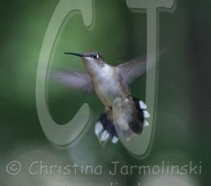 The Hummingbird in our yard-photography Rob de Koter