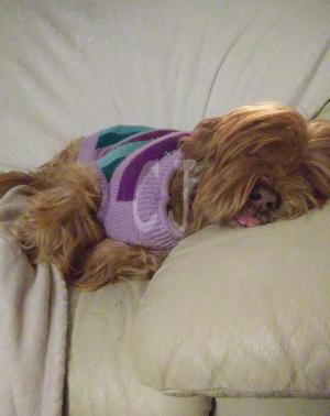 Lakshmi enjoying her morning nap