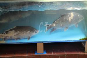 Chinatown photo by Christina Jarmolinski