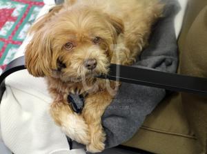 Snow Storm 2015- Salisbury got it's share last night