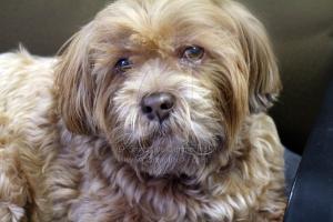 Snow Storm 2015- Salisbury got it's share last night