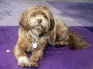 Lakshmi Modeling on Purple by Christina Jarmolinski