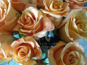 Orange Roses by Christina Jarmolinski