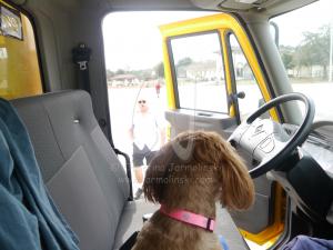 My Doggie in the Moving Truck