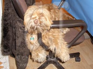 Lakshmi, my studio dog......