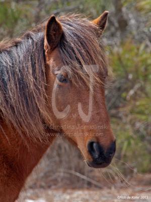 Horses on Assateague island by Rob de Koter