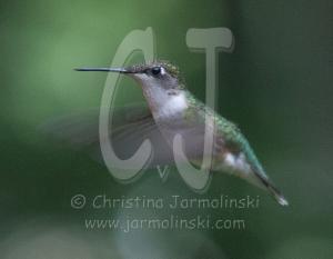 The Hummingbird - photography by Rob de Koter