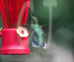 The Hummingbird in our yard-photography Rob de Koter