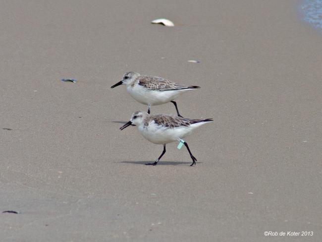 Two Beach Runners by Rob de Koter