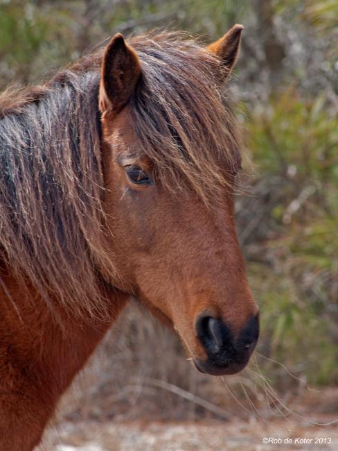Horses on Assateague island by Rob de Koter
