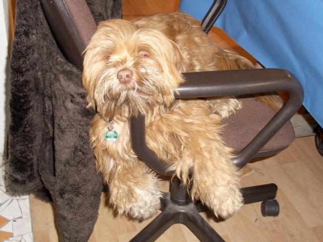 My doggie is waiting for me in my studio photo Christina Jarmolinski