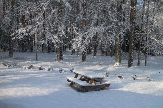 View out of my Studio Window