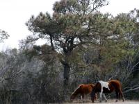 Two wild horses of Assateague Island photo Christina Jarmolinski