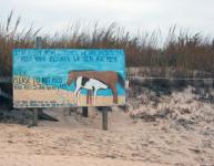 Assteague Island, Maryland Wild Horses by Christina Jarmolinski