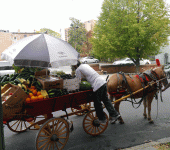 Selling fresh veggies to restaurants