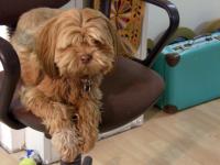 Lakshmi exhausted from watching us