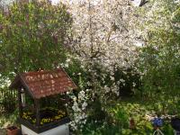 The little well house