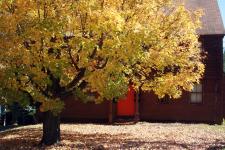 Red door and yellow tree