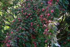 Connecticut Trip in Autumn-photos Christina Jarmolinski