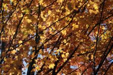 Connecticut Trip in Autumn-photos Christina Jarmolinski