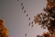 Connecticut Trip in Autumn- sunset and geese-photos Christina Jarmolinski