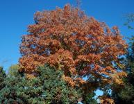 Connecticut Trip in Autumn-photos Christina Jarmolinski