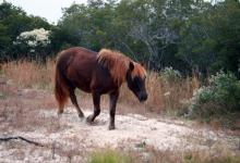 Assteague Island, Maryland Wild Horses by Christina Jarmolinski
