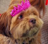 Our Puppy's 10th  Birthday by Christina Jarmolinski celebrated on Assategaue Island