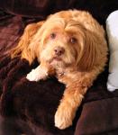 Lakshmi getting ready for Santa